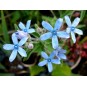 605300-tweedia-caerulea