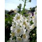 605795-verbascum-phoeniceum-flush-white