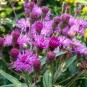 605980-vernonia-faciculata