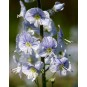 606000-veronica-gentianoides