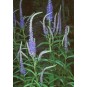 606080-veronica-longifolia-blue-shades