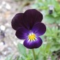 606700-viola-nigra-bowles-black