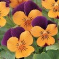 606715-viola-cornuta-orange-jump-up