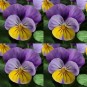 606780-viola-cornuta-sorbet-yellow-frost