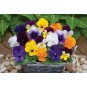 606795-viola-cornuta-sorbet-mixture-f1