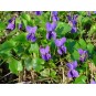 607000-viola-odorata-the-czar-queen-charlotte