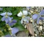 607200-viola-sororia-freckles
