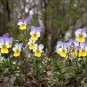 607300-viola-tricolor