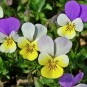 607305-viola-tricolor