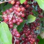 822058-eleagnusbes-sweet-milan