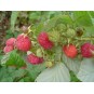 822170-rode-zomerframboos-schonemann
