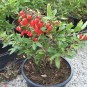 822235-goji-bes-little-goji