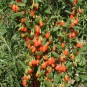 822240-goji-bes-sweet-goji