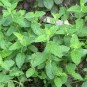 831900-munt-aardbei-strawberry
