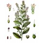 345045-gezwollen-lobelia