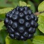 345085-ginseng-siberische