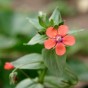 345180-guichelheil-rood