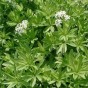 349000-lieve-vrouwe-bedstro