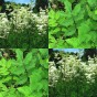 354800-moerasspirea