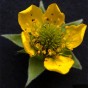355500-nagelkruid-gewone