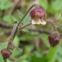 355530-nagelkruid-knikkend