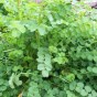 357000-pimpernel-kleine