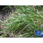 357600-reukgras-gewoon