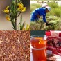 357690-rooibos