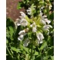 359010-salie-witte-alba