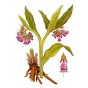 361200-smeerwortel