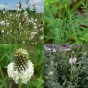 392050-prairie-witte