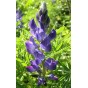 392900-blauwe-bittere-lupine-azuro-karo