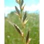 394290-raaigras-italiaans-ligrande-virgyl