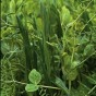 395710-mengsel-groenbemesters