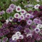 512120-centaurea-cyanus-classic-magic