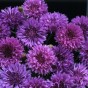 512175-centaurea-cyanus-mauve-ball