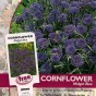 512178-centaurea-cyanus-midget-blue