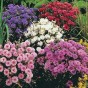 512180-centaurea-cyanus-midget-mixed
