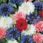 512190-centaurea-cyanus-polka-dot