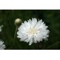512210-centaurea-cyanus-tom-pouce-white
