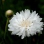 512350-centaurea-cyanus-white-ball