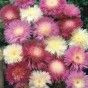 512400-centaurea-imperialis-mixed
