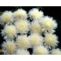 512410-centaurea-imperialis-the-bride