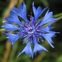 512570-centaurea-cyanus