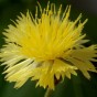 512580-centaurea-suaveolens