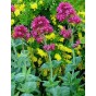 512600-centranthus-macrosiphon