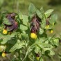 512730-cerinthe-minor