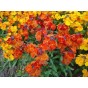 512860-cheiranthus-cheiri-early-wonder-mixed-paris-market