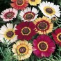 513000-chrysanthemum-carinatum-rainbow-single-mixed