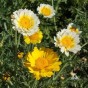 513200-chrysanthemum-coronarium-tricolour-double-mixed